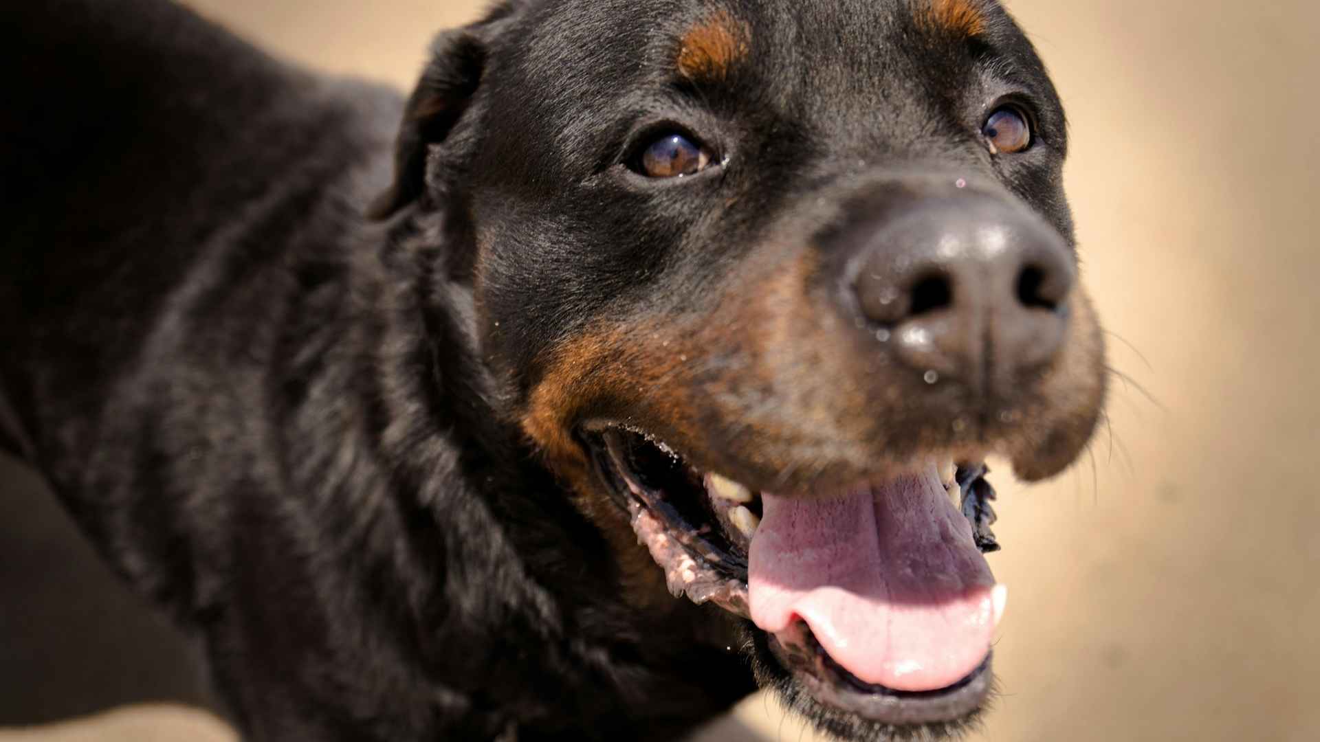 rottweiler 